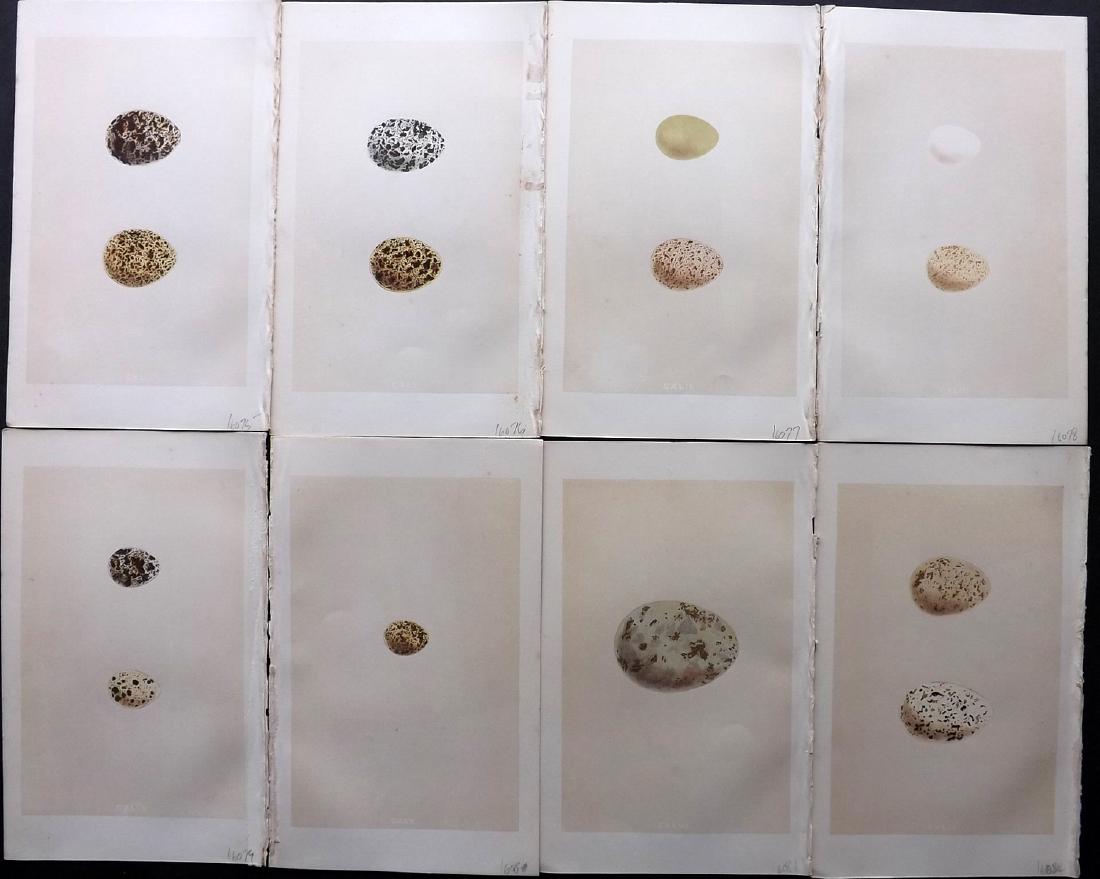 Morris, Francis 1864 Lot of 8 Bird Egg Prints: Woodblocks Published 1863-64, London for "A Natural History of the Nests and Eggs of British Birds" By the Rev. F. O. Morris, printed Benjamin Fawcett. Printed in colours and finished by hand. With ac
