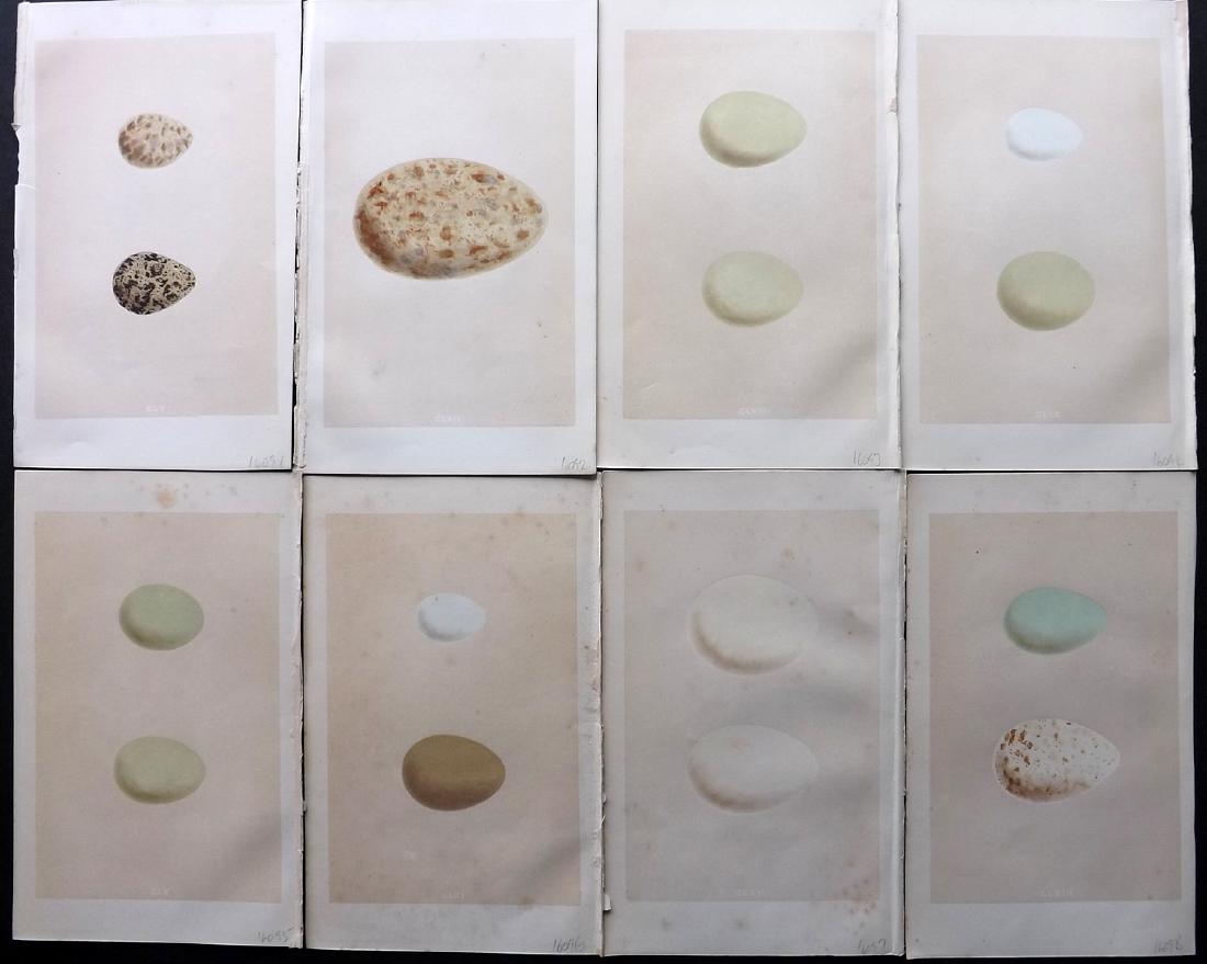 Morris, Francis 1864 Lot of 8 Bird Egg Prints: Woodblocks Published 1863-64, London for "A Natural History of the Nests and Eggs of British Birds" By the Rev. F. O. Morris, printed Benjamin Fawcett. Printed in colours and finished by hand. With ac
