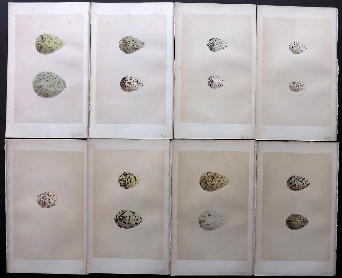 Morris, Francis 1864 Lot of 8 Bird Egg Prints: Woodblocks Published 1863-64, London for "A Natural History of the Nests and Eggs of British Birds" By the Rev. F. O. Morris, printed Benjamin Fawcett. Printed in colours and finished by hand. With ac