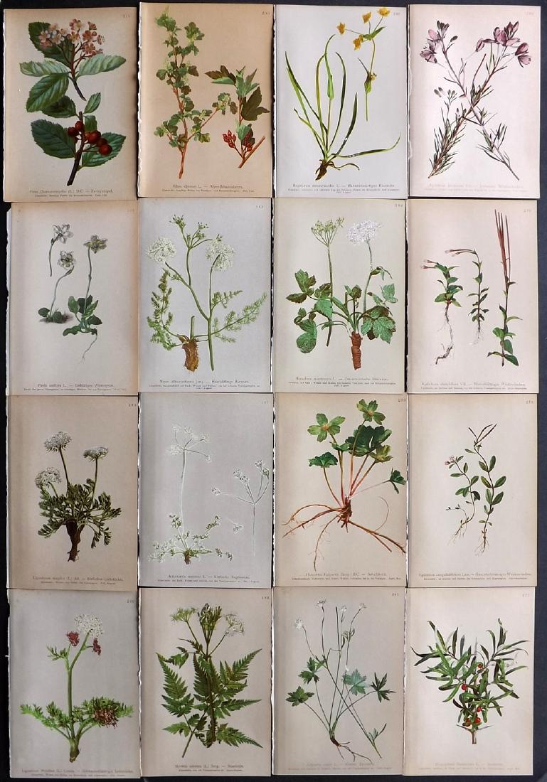 Hartinger, Anton 1897 Lot of 16 Botanical Prints: Chromolithographs Published 1897, Vienna for "Atlas der Alpenflora" by Anton Hartinger. Paper Size: 7.5 x 5 inch (19 x 13cm) Good Condition