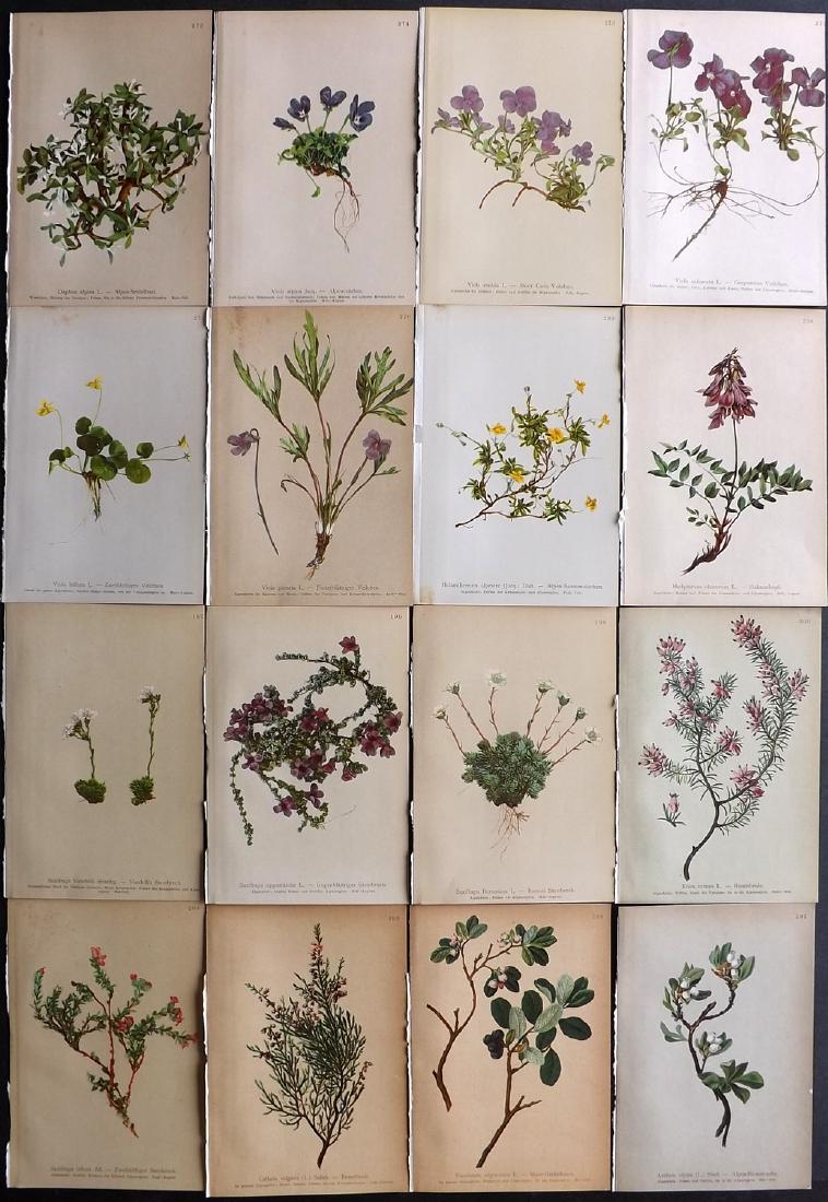 Hartinger, Anton 1897 Lot of 16 Botanical Prints: Chromolithographs Published 1897, Vienna for "Atlas der Alpenflora" by Anton Hartinger. Paper Size: 7.5 x 5 inch (19 x 13cm) Good Condition