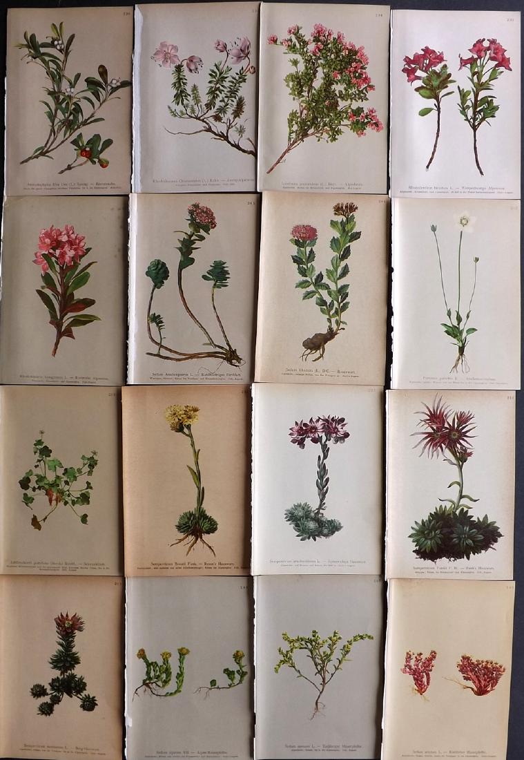 Hartinger, Anton 1897 Lot of 16 Botanical Prints: Chromolithographs Published 1897, Vienna for "Atlas der Alpenflora" by Anton Hartinger. Paper Size: 7.5 x 5 inch (19 x 13cm) Good Condition