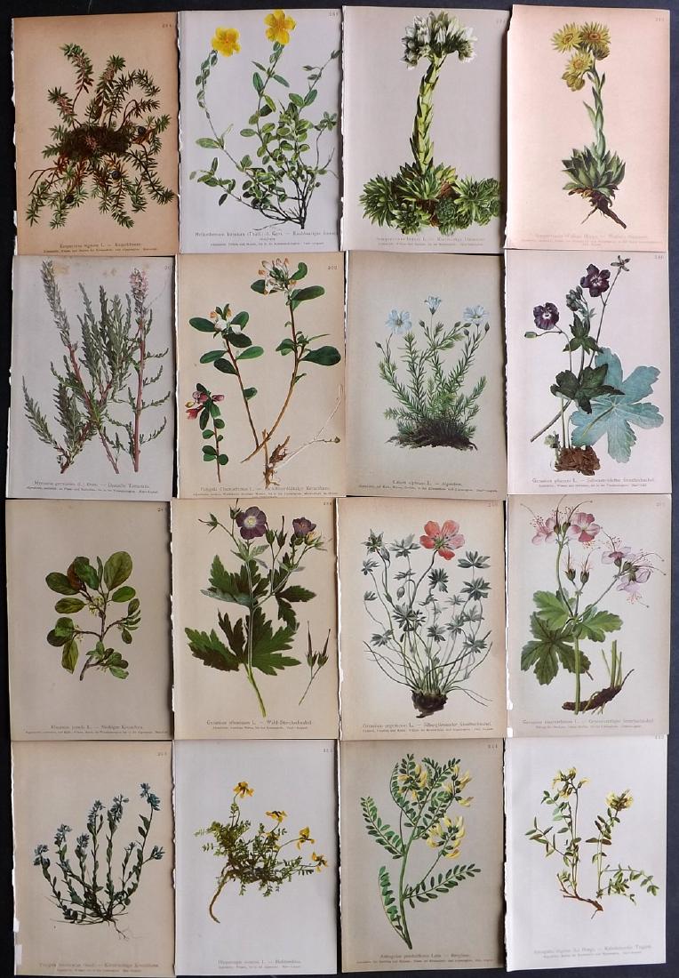 Hartinger, Anton 1897 Lot of 16 Botanical Prints: Chromolithographs Published 1897, Vienna for "Atlas der Alpenflora" by Anton Hartinger. Paper Size: 7.5 x 5 inch (19 x 13cm) Good Condition