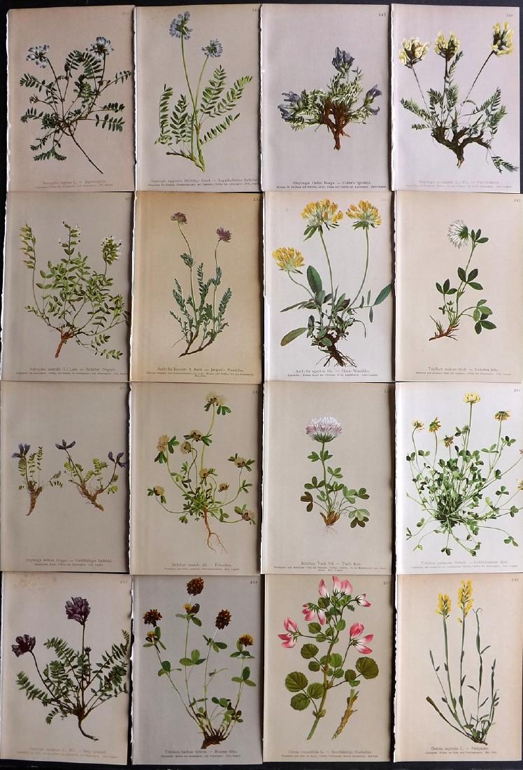 Hartinger, Anton 1897 Lot of 16 Botanical Prints: Chromolithographs Published 1897, Vienna for "Atlas der Alpenflora" by Anton Hartinger. Paper Size: 7.5 x 5 inch (19 x 13cm) Good Condition