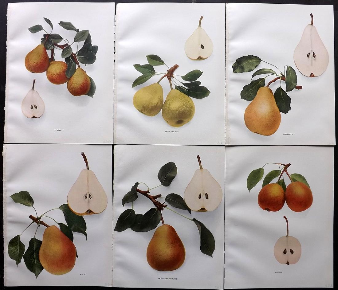 Hedrick, U. P. 1921 Fruit Prints (6) Pears of New York (1 of 2)