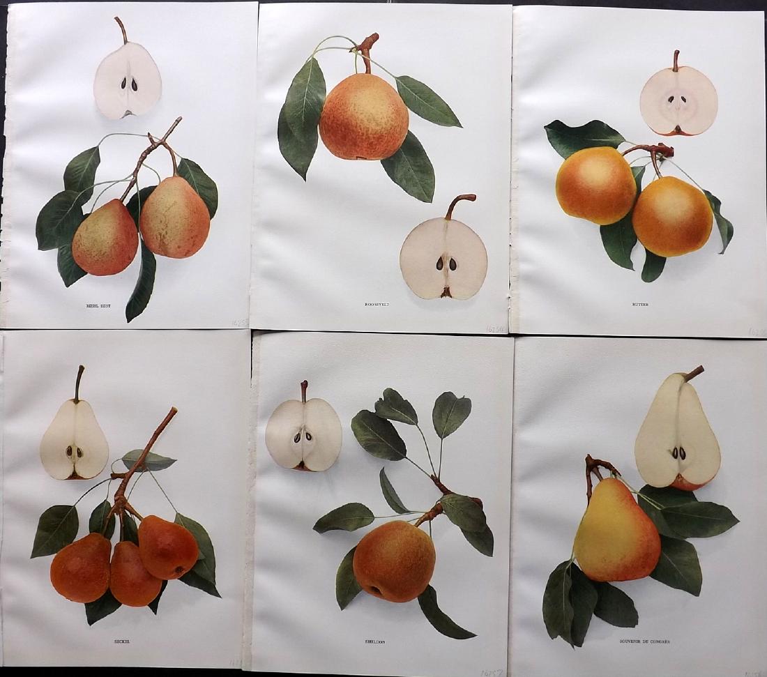 Hedrick, U. P. 1921 Fruit Prints (6) Pears of New York (1 of 2)