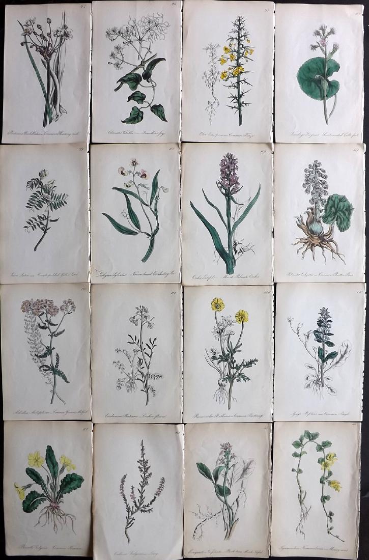 Hogg & Johnson C1870 Lot of 16 HCol Botanical Prints: Hand Coloured Lithographs Published 1863-1880, London for "The Wild Flowers of Great Britain" by Robert Hogg & George W. Johnson. Paper Size: 9 x 5.5 inch (23 x 14cm) Good Condition