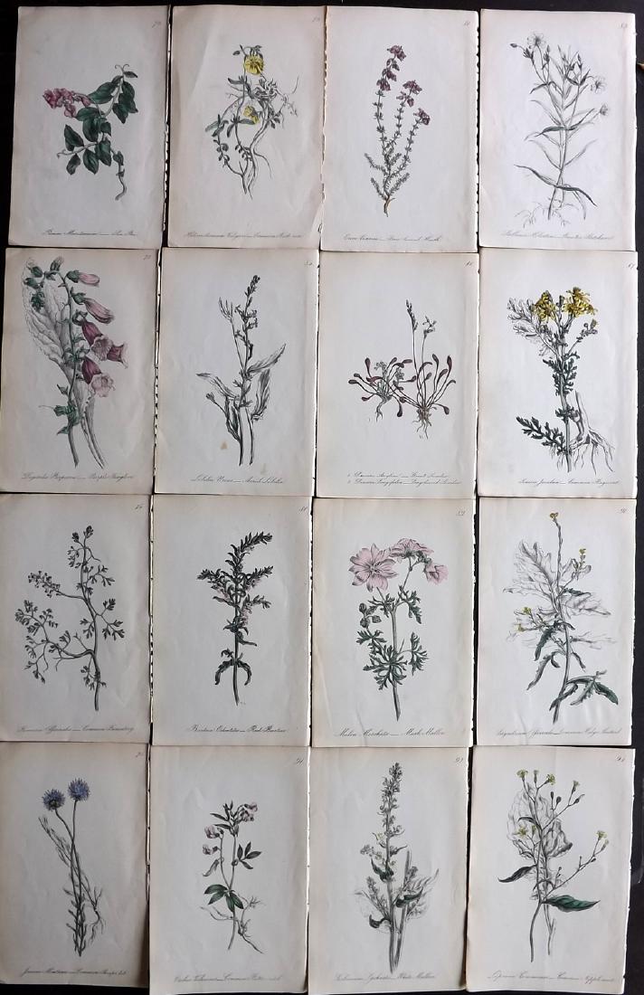 Hogg & Johnson C1870 Lot of 16 HCol Botanical Prints: Hand Coloured Lithographs Published 1863-1880, London for "The Wild Flowers of Great Britain" by Robert Hogg & George W. Johnson. Paper Size: 9 x 5.5 inch (23 x 14cm) Good Condition