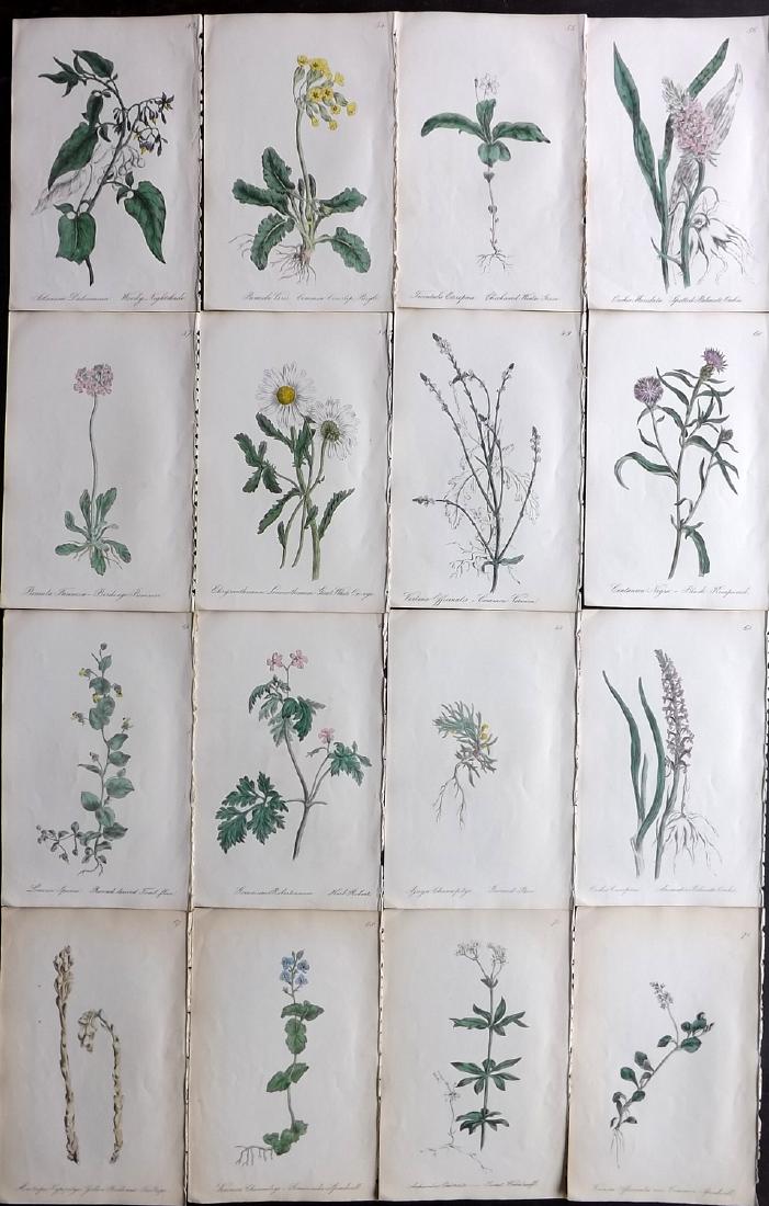 Hogg & Johnson C1870 Lot of 16 HCol Botanical Prints: Hand Coloured Lithographs Published 1863-1880, London for "The Wild Flowers of Great Britain" by Robert Hogg & George W. Johnson. Paper Size: 9 x 5.5 inch (23 x 14cm) Good Condition