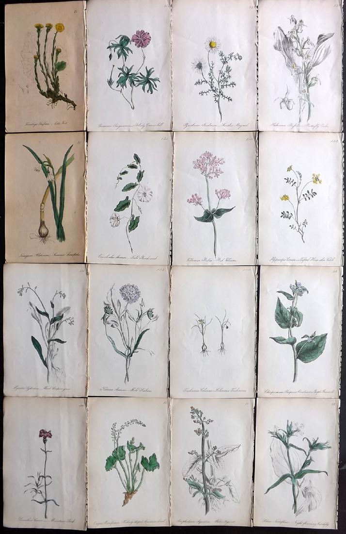 Hogg & Johnson C1870 Lot of 16 HCol Botanical Prints: Hand Coloured Lithographs Published 1863-1880, London for "The Wild Flowers of Great Britain" by Robert Hogg & George W. Johnson. Paper Size: 9 x 5.5 inch (23 x 14cm) Good Condition