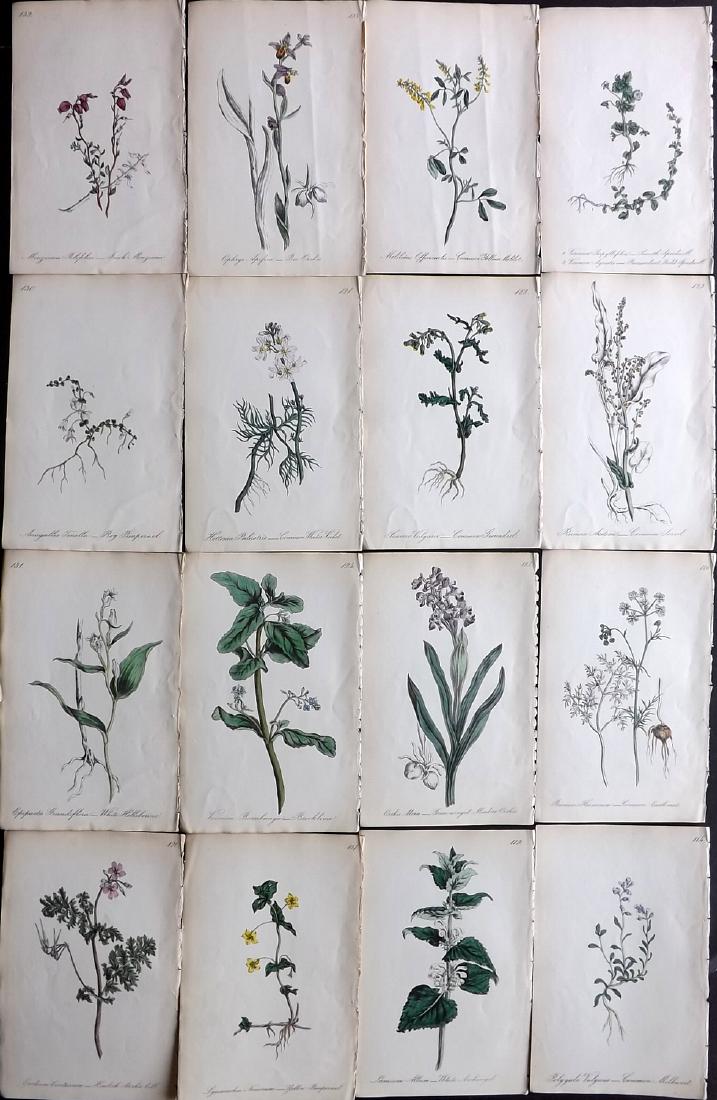 Hogg & Johnson C1870 Lot of 16 HCol Botanical Prints: Hand Coloured Lithographs Published 1863-1880, London for "The Wild Flowers of Great Britain" by Robert Hogg & George W. Johnson. Paper Size: 9 x 5.5 inch (23 x 14cm) Good Condition
