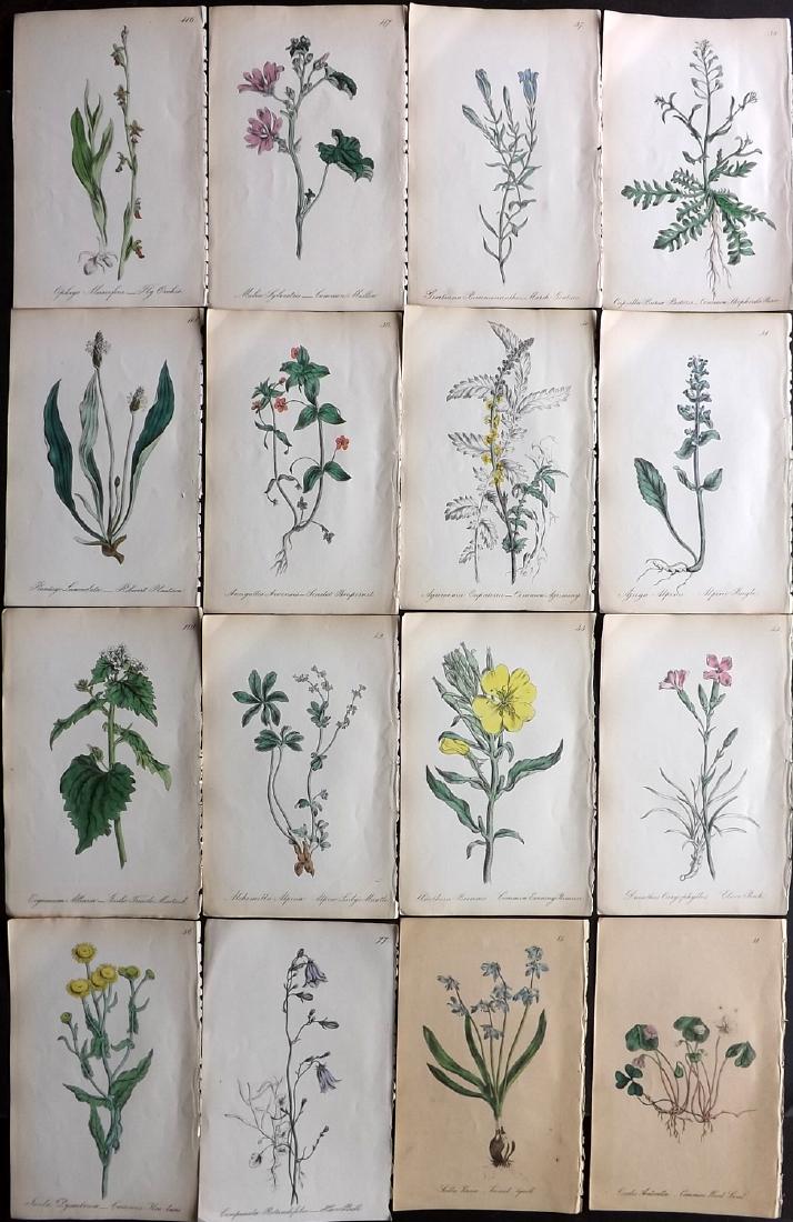 Hogg & Johnson C1870 Lot of 16 HCol Botanical Prints: Hand Coloured Lithographs Published 1863-1880, London for "The Wild Flowers of Great Britain" by Robert Hogg & George W. Johnson. Paper Size: 9 x 5.5 inch (23 x 14cm) Good Condition