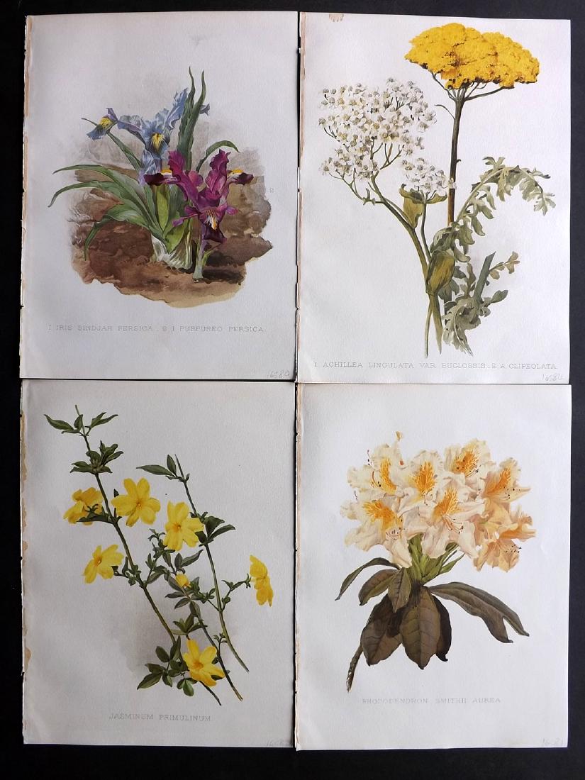 Moon, H. G. 1903 Lot of 4 Botanical Prints. Iris etc (1 of 2)