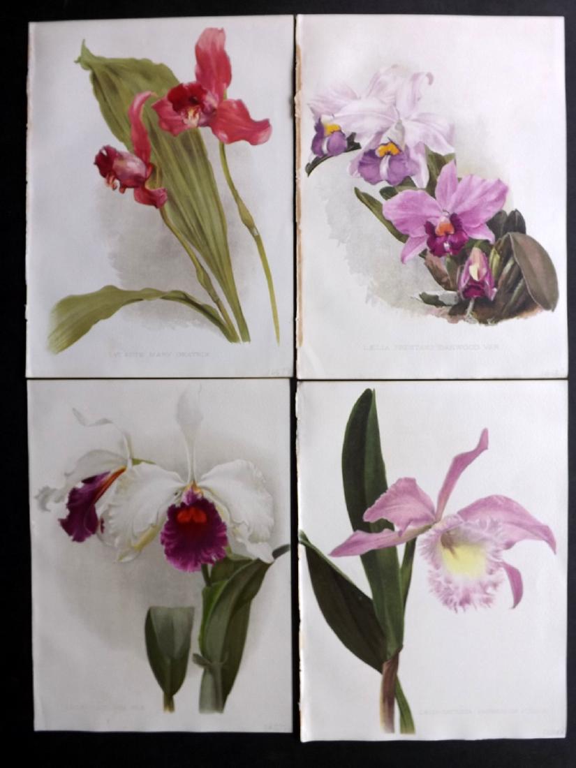 Moon, H. G. 1903 Lot of 4 Botanical Prints. Orchids (1 of 1)