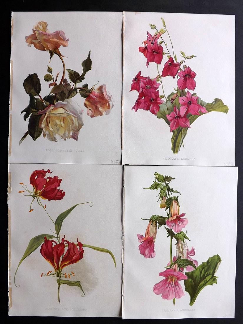 Moon, H. G. 1903 Lot of 4 Botanical Prints. Rose etc (1 of 2)