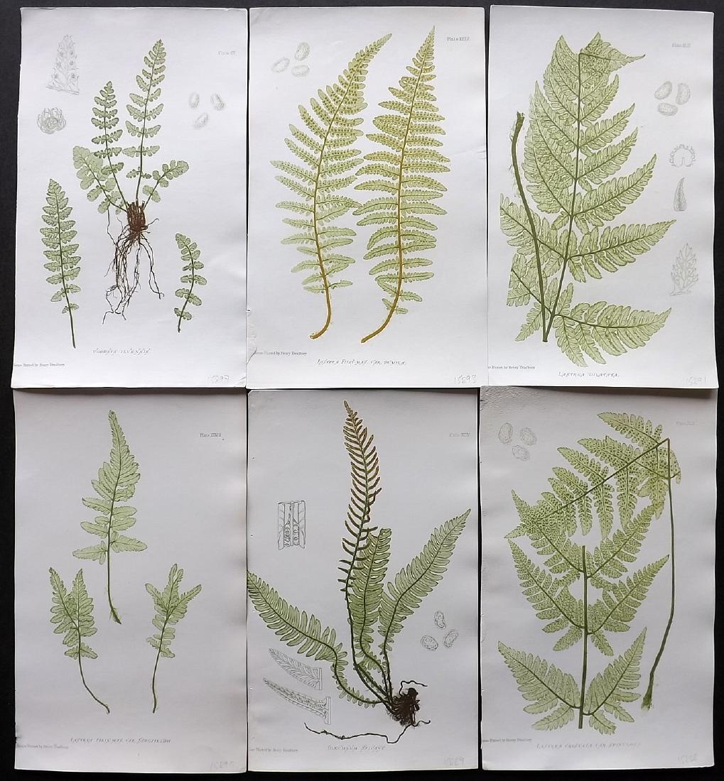 Moore, Thomas 1860 Lot of 6 Nature Printed Ferns (1 of 2)