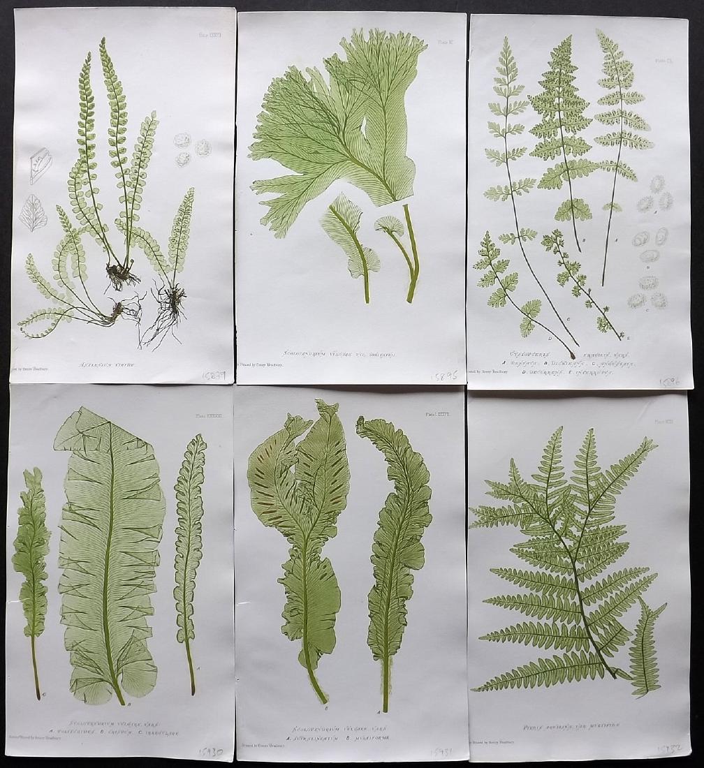 Moore, Thomas 1860 Lot of 6 Nature Printed Ferns (1 of 2)