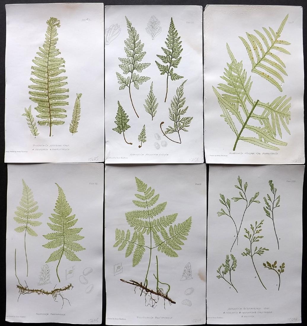 Moore, Thomas 1860 Lot of 6 Nature Printed Ferns (1 of 2)