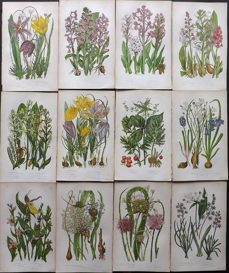 Pratt, Anne 1855 Lot 12 Prints. Iris Tulip Orchids etc (1 of 2)