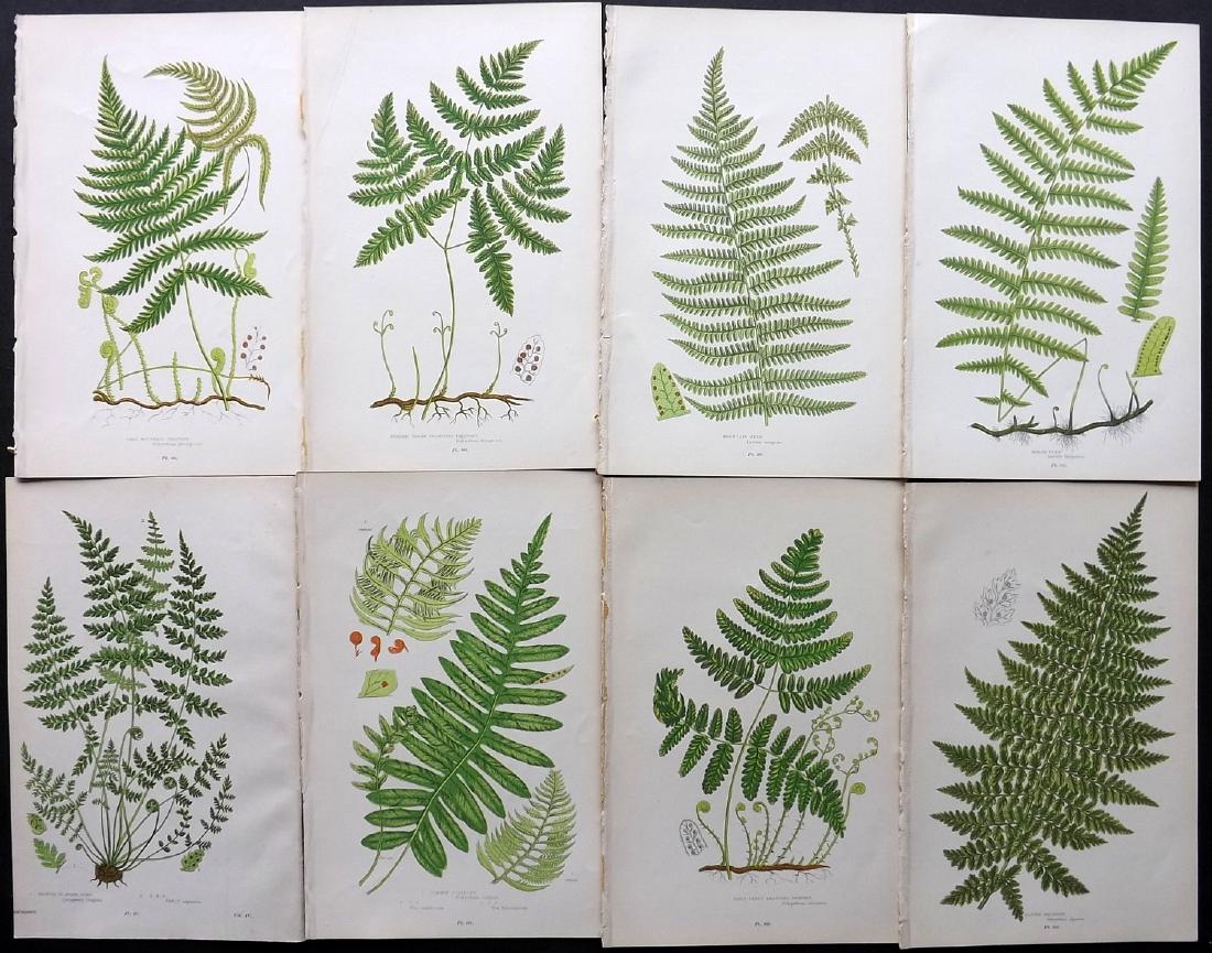 Pratt, Anne 1889 Lot of 8 Fern Prints (1 of 2)