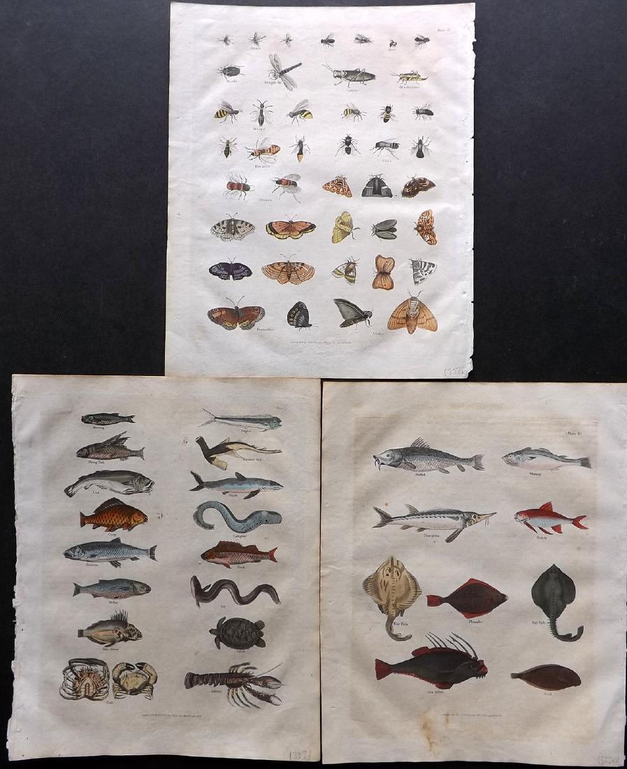 Buffon & Smellie C1821 Group of 3 Hand Color Prints (1 of 2)