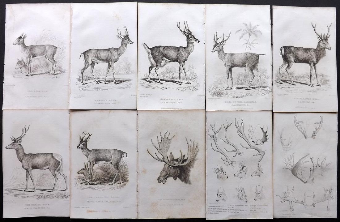 Cuvier, Baron C1830 Lot of 10 Prints. Deer (1 of 2)