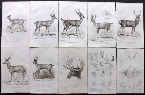 Cuvier, Baron C1830 Lot of 10 Prints. Deer: Etchings/Engravings Published 1827-35, London for "The Animal Kingdom" by The Baron Georges Cuvier. Paper Size: 8.5 x 5 inch (22 x 13cm) Minor background toning, otherwise fine