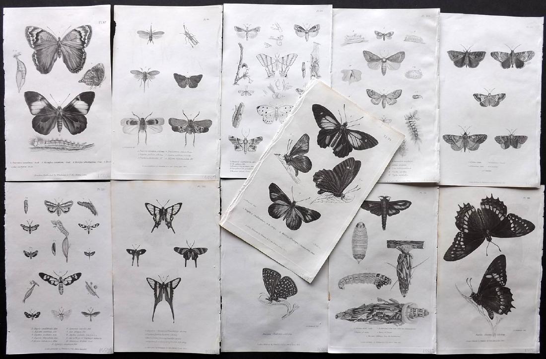 Cuvier, Baron C1830 Lot of 11 Prints. Butterflies & (1 of 2)