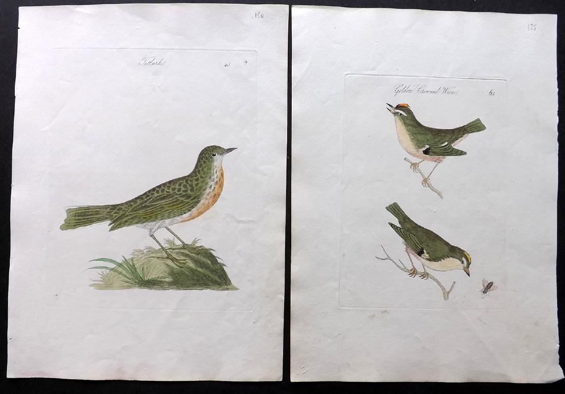 Bolton, James 1824 Pair of Hand Colored Bird Prints (1 of 2)