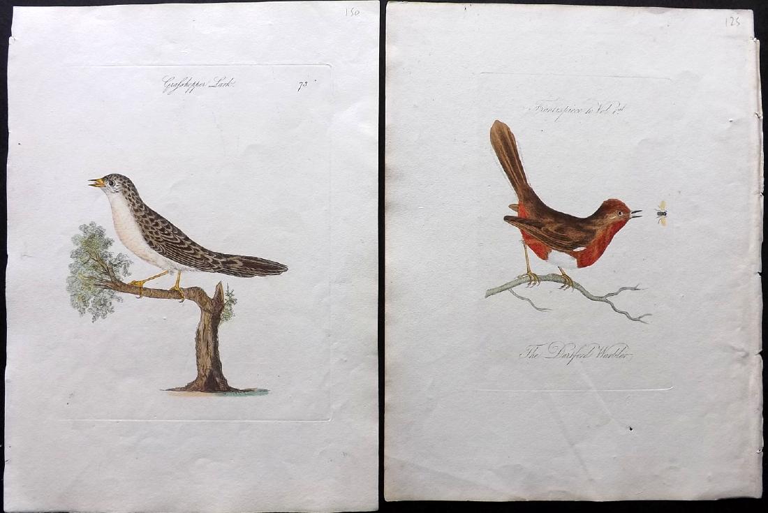 Bolton, James 1824 Pair of Hand Colored Bird Prints (1 of 2)