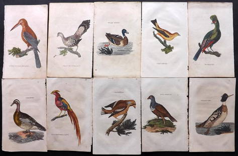 Brightly (Pub) 1815 Lot of 30 Hand Coloured Bird Prints: Hand Coloured Copper Plate Published 1815 by Brightly & Childs, Bungay, England for "The Natural History of Birds" Fine hand colour as issued. Paper Size: 8 x 5 inch (21 x 14cm) Minor background tonin