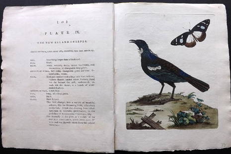 Brown, Peter 1776 HC Bird Print. New Zealand Creeper: Hand Coloured Etching Published 1776 by Benjamin White, London for "New Illustrations of Zoology..." by Peter Brown & Thomas Pennant. With accompanying descriptive text. Paper Size: 12 x 9.5 inch (30