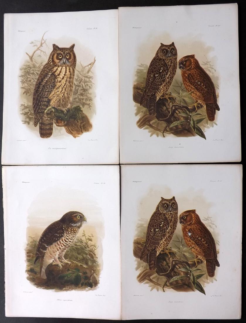 Keulemans Madagascar 1885 Lot of 4 Prints of Owls (1 of 2)