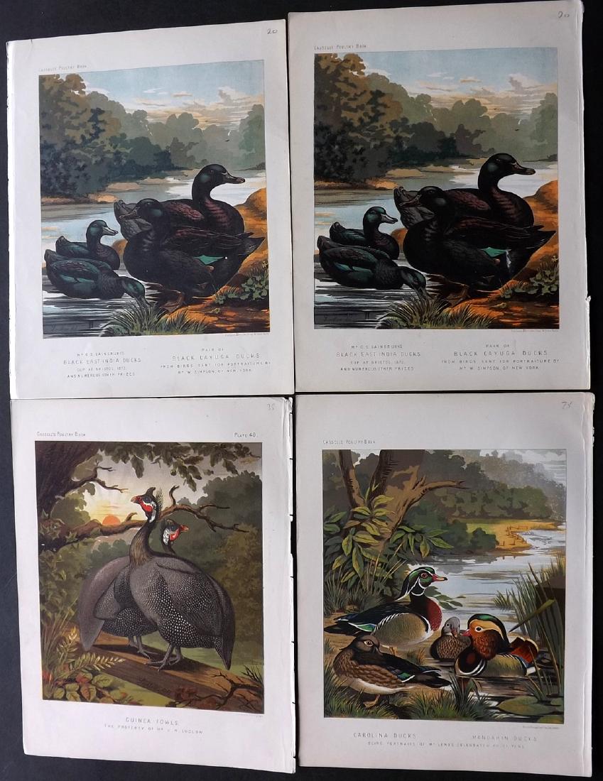 Ludlow & Wright C1880 Lot of 5 Duck Prints. Cassell (1 of 2)