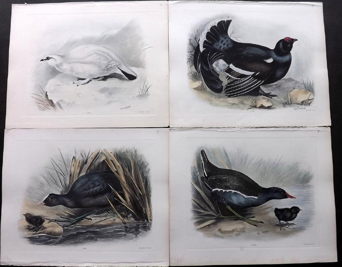 Medland, Lilian C1910 Lot of 4 Hand Col Bird Prints: Hand Coloured Photgravure Published 1906-11, London for "The Birds of the British Isles" by Charles Stonham. Illustrated by Lilian M. Medland. Paper Size: 12 x 10 inch (31 x 25cm) Good Condition