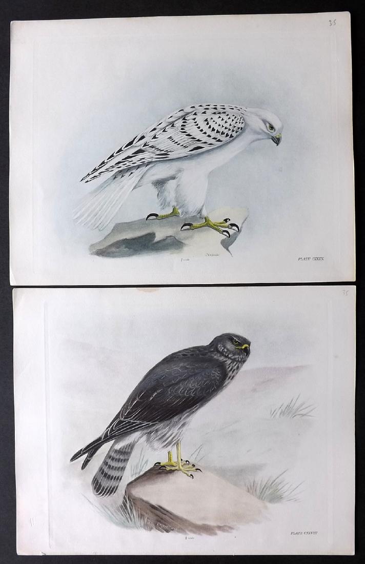 Medland, Lilian C1910 Lot of 4 HC Birds of Prey Prints: Hand Coloured Photgravure Published 1906-11, London for "The Birds of the British Isles" by Charles Stonham. Illustrated by Lilian M. Medland. Paper Size: 12 x 10 inch (31 x 25cm) Good Condition