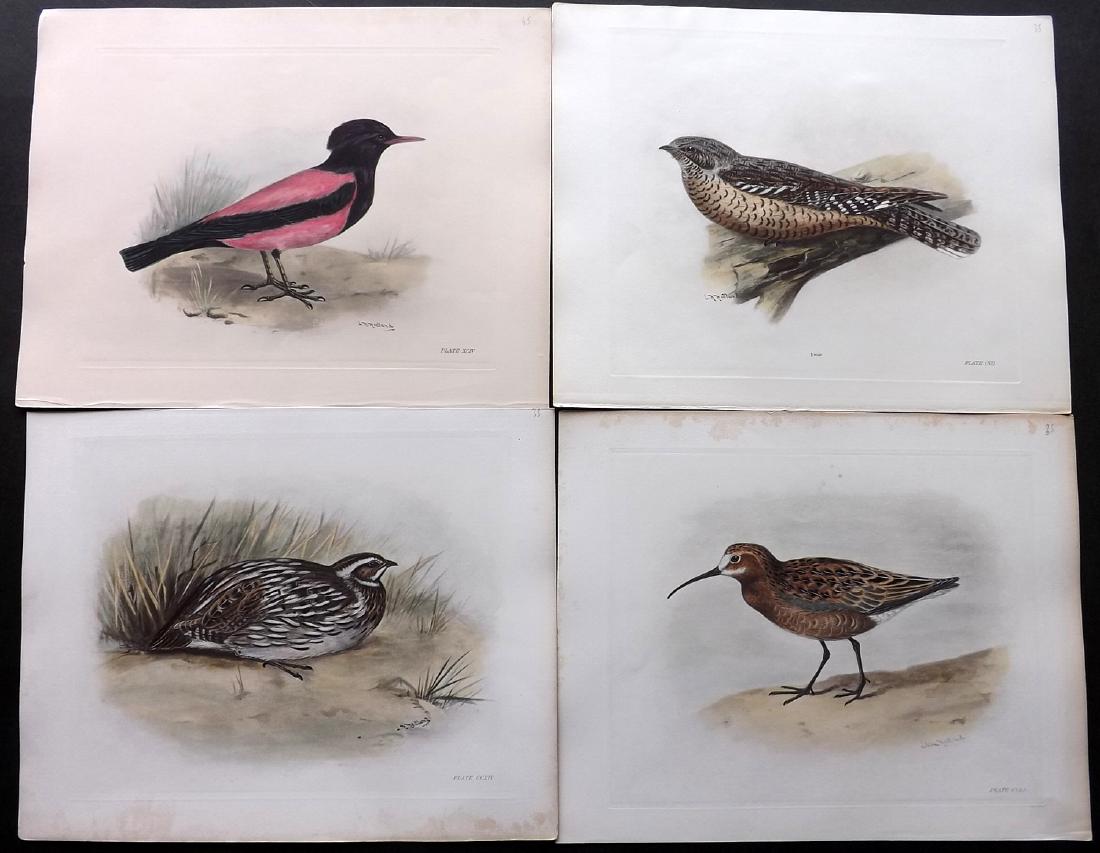 Medland, Lilian C1910 Lot of 5 Hand Col Bird Prints: Hand Coloured Photgravure Published 1906-11, London for "The Birds of the British Isles" by Charles Stonham. Illustrated by Lilian M. Medland. Paper Size: 12 x 10 inch (31 x 25cm) Good Condition