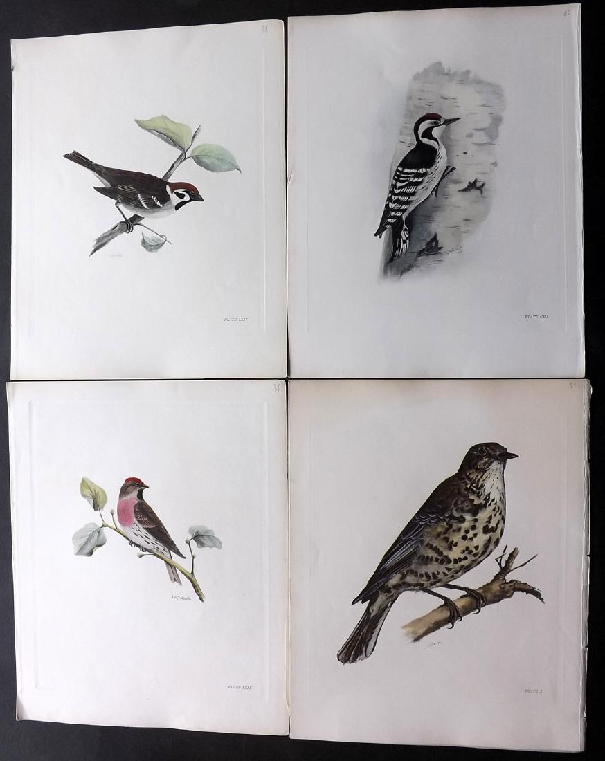 Medland, Lilian C1910 Lot of 5 Hand Col Bird Prints: Hand Coloured Photgravure Published 1906-11, London for "The Birds of the British Isles" by Charles Stonham. Illustrated by Lilian M. Medland. Paper Size: 12 x 10 inch (31 x 25cm) Good Condition