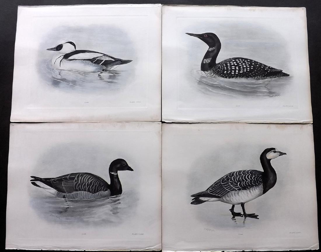 Medland, Lilian C1910 Lot of 8 HCol Bird Prints. Ducks: Hand Coloured Photgravure Published 1906-11, London for "The Birds of the British Isles" by Charles Stonham. Illustrated by Lilian M. Medland. Paper Size: 12 x 10 inch (31 x 25cm) Good Condition