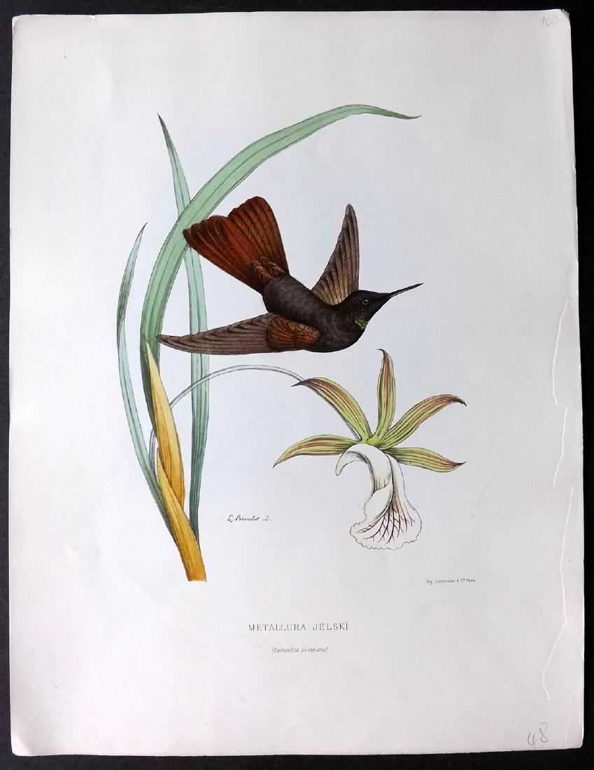 Mulsant & Bevalet 1870's Hand Col Hummingbird Print (1 of 2)
