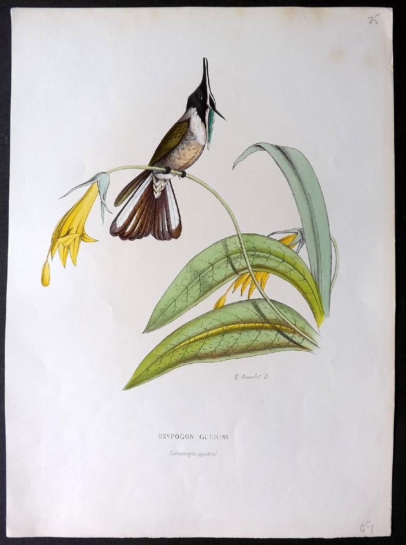Mulsant & Bevalet 1870's Hand Col Hummingbird Print (1 of 2)