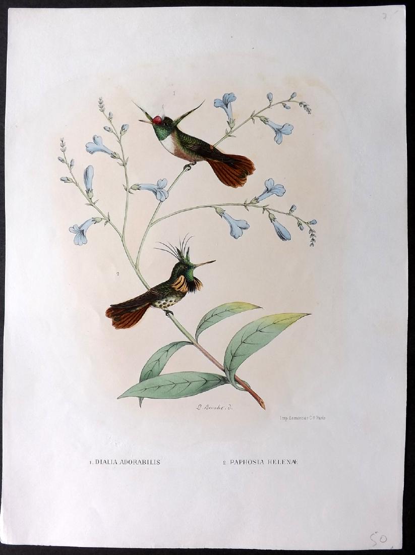 Mulsant & Bevalet 1870's Hand Col Hummingbird Print (1 of 2)