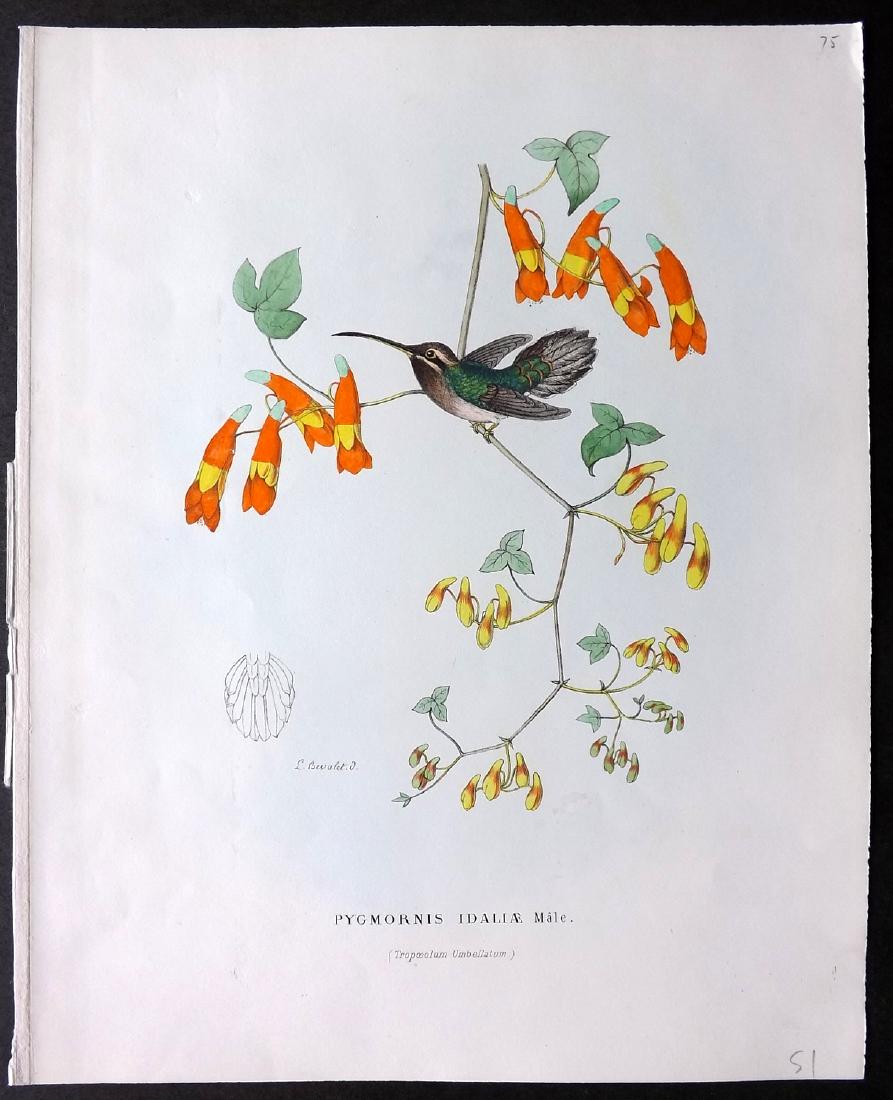 Mulsant & Bevalet 1870's Hand Col Hummingbird Print (1 of 2)