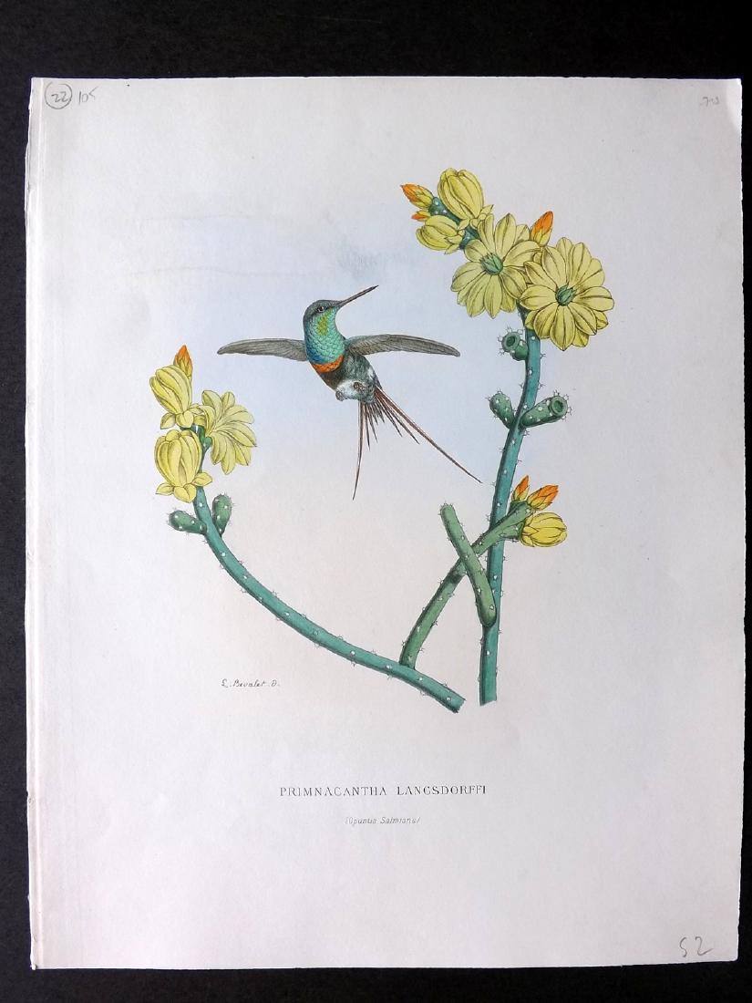 Mulsant & Bevalet 1870's Hand Col Hummingbird Print (1 of 2)