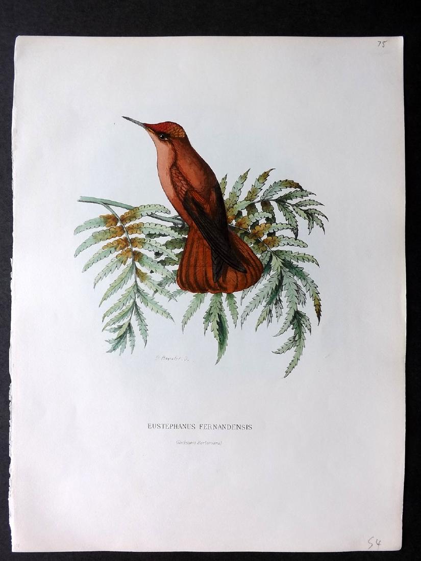 Mulsant & Bevalet 1870's Hand Col Hummingbird Print (1 of 2)
