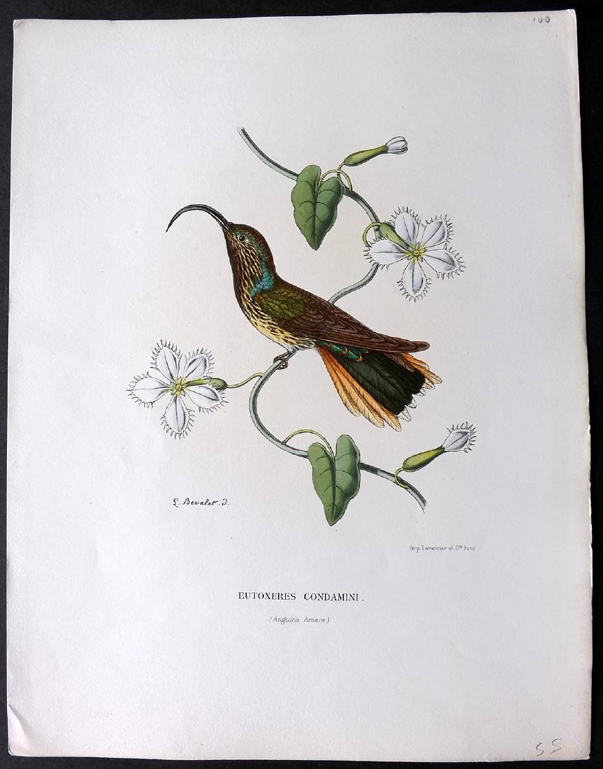 Mulsant & Bevalet 1870's Hand Col Hummingbird Print (1 of 2)