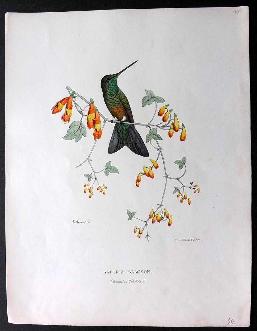 Mulsant & Bevalet 1870's Hand Col Hummingbird Print (1 of 2)