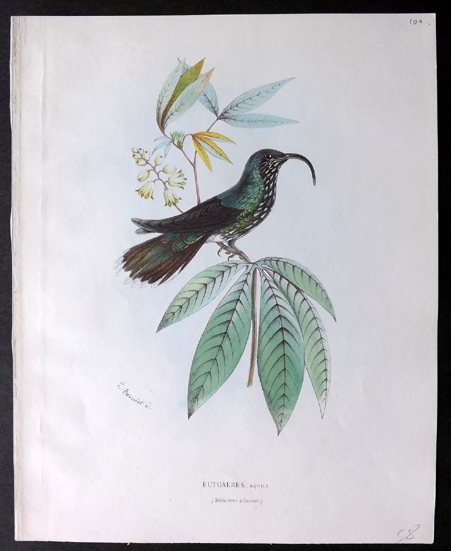 Mulsant & Bevalet 1870's Hand Col Hummingbird Print (1 of 2)