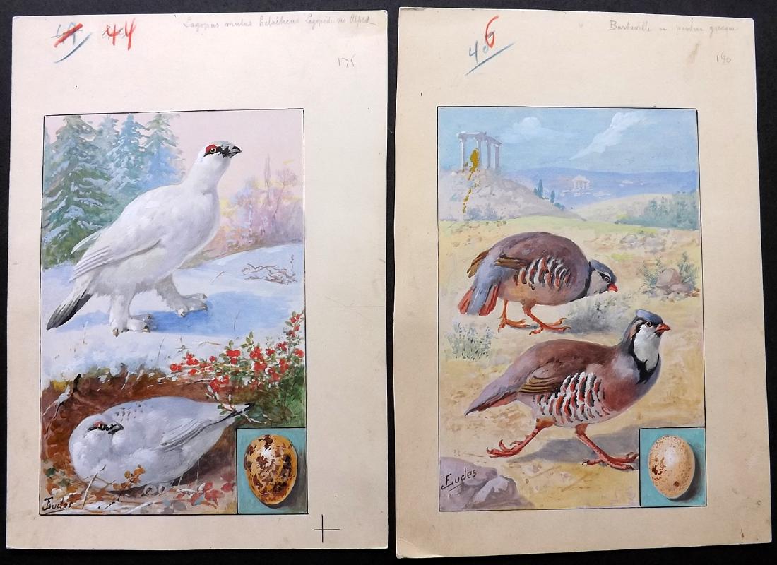 Original Art C1890 Pair of Birds by Eudes Good Standard (1 of 2)