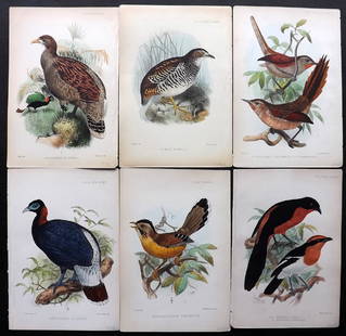 PZS 1870's Lot of 6 Hand Coloured Bird Prints: Hand Coloured Lithographs Published 1870's London for "Proceedings of the Zoological Society of London" Ilustrated by Joseph Wolf, Joseph Smit, Keulemans and others. Paper Size: 8.5 x 6 inch (22 x 16c